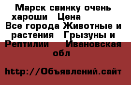 Марск свинку очень хароши › Цена ­ 2 000 - Все города Животные и растения » Грызуны и Рептилии   . Ивановская обл.